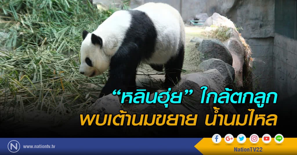 "หลินฮุ่ย" ใกล้ตกลูก พบเต้านมขยาย น้ำนมไหล