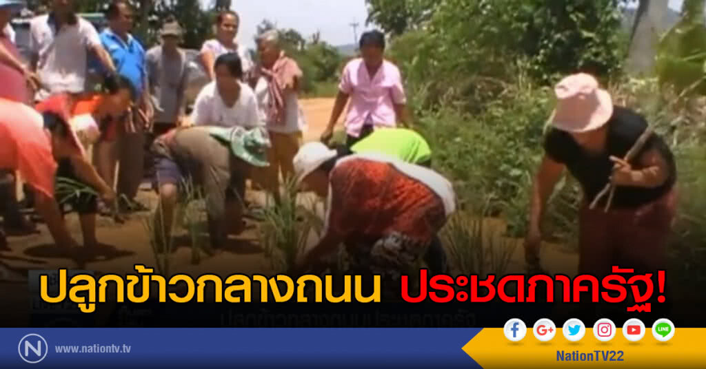 ปลูกข้าวกลางถนนประชดภาครัฐ ปลูกข้าวกลางถนนประชดภาครัฐ