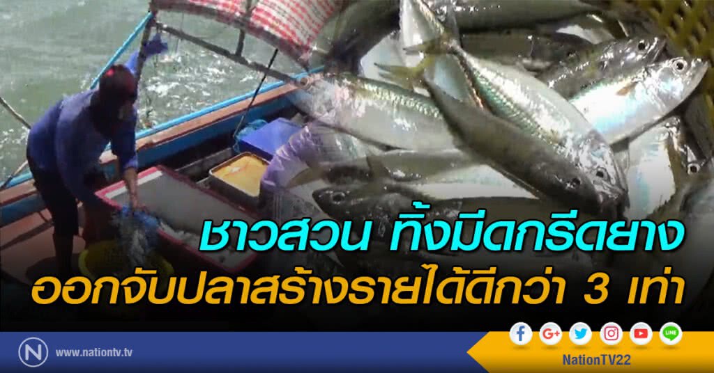 ชาวสวน ทิ้งมีดกรีดยาง ออกจับปลาสร้างรายได้ดีกว่า 3 เท่า ชาวสวน ทิ้งมีดกรีดยาง ออกจับปลาสร้างรายได้ดีกว่า 3 เท่า