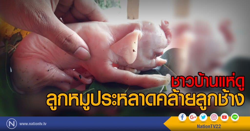 ชาวบ้านแห่ดู
ลูกหมูประหลาดคล้ายลูกช้าง