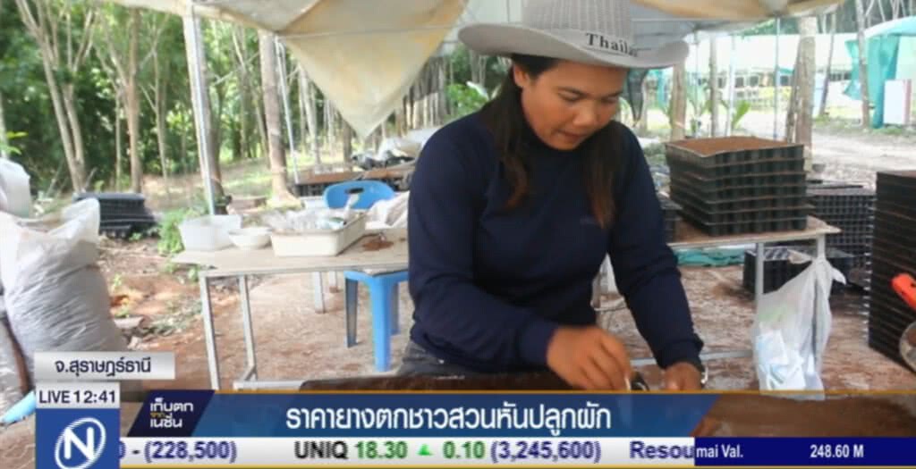 ชาวสวนยางพลิกวิกฤติ เพาะกล้าผักสวนครัว ขายสร้างรายได้เรือนแสน ชาวสวนยางพลิกวิกฤติ เพาะกล้าผักสวนครัว ขายสร้างรายได้เรือนแสน