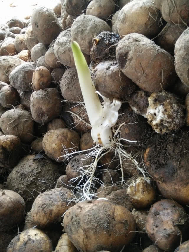 ฟื้นตำนานชลบุรีชวนปลูก "เท้ายายม่อม"
ทำแป้งขาย กก.ละ 400 บาท ผลิตไม่ทัน!