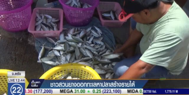 ชาวสวน ทิ้งมีดกรีดยาง ออกจับปลาสร้างรายได้ดีกว่า 3 เท่า