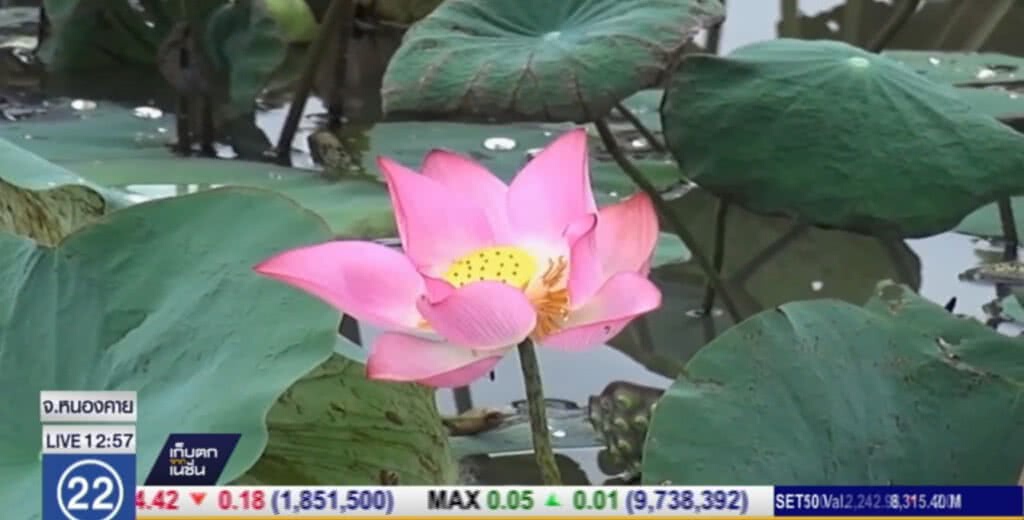 เกษตรกร เปลี่ยนนาข้าวเป็นนาบัว สร้างรายได้งาม เกษตรกร เปลี่ยนนาข้าวเป็นนาบัว สร้างรายได้งาม
