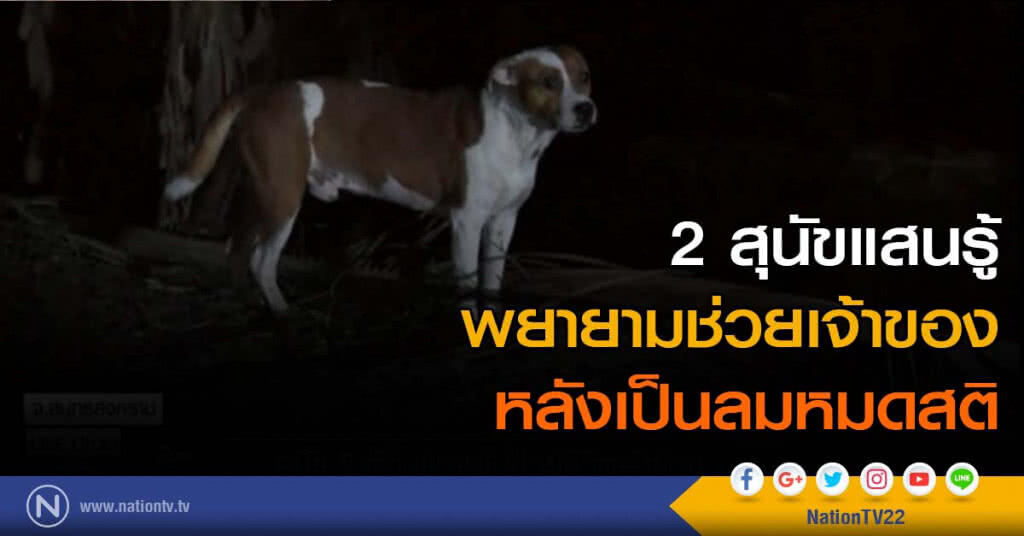 2 สุนัขแสนรู้ พยายามช่วยเจ้าของ หลังเป็นลมหมดสติ 2 สุนัขแสนรู้ พยายามช่วยเจ้าของ หลังเป็นลมหมดสติ
