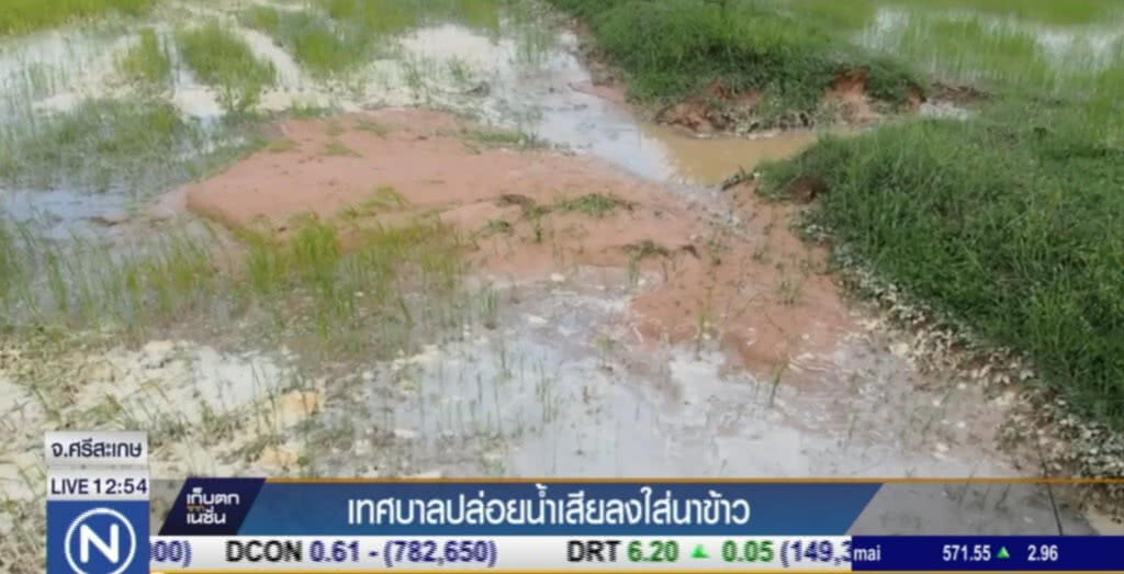 เทศบาลกันทรารมย์ ปล่อยน้ำเสียลงนาข้าว เทศบาลกันทรารมย์ ปล่อยน้ำเสียลงนาข้าว