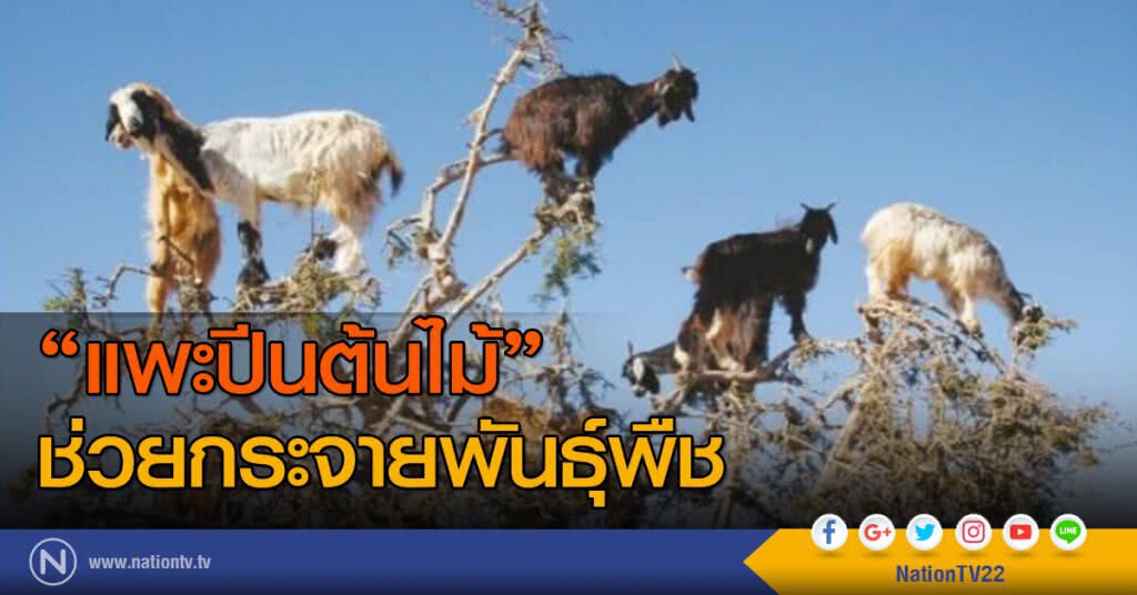 "แพะปีนต้นไม้" ช่วยกระจายพันธุ์พืช ด้วยการบ้วนเมล็ดพืชลงพื้นดิน "แพะปีนต้นไม้" ช่วยกระจายพันธุ์พืช ด้วยการบ้วนเมล็ดพืชลงพื้นดิน