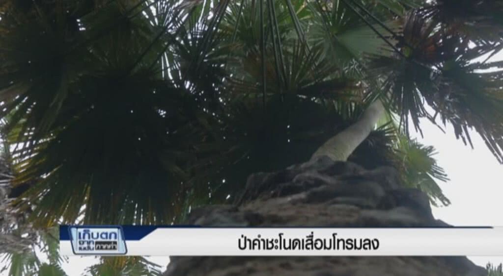 เก็บตกจากเนชั่นภาคค่ำ ป่าคำชะโนดเสื่อมโทรมลง ช่วงที่ 3/3 | 16-06-60 เก็บตกจากเนชั่นภาคค่ำ ป่าคำชะโนดเสื่อมโทรมลง ช่วงที่ 3/3 | 16-06-60