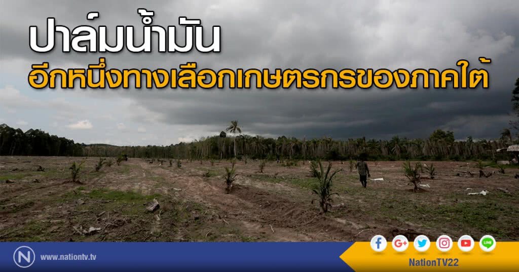 ปาล์มน้ำมัน อีกหนึ่งทางเลือกเกษตรกรของภาคใต้ ปาล์มน้ำมัน อีกหนึ่งทางเลือกเกษตรกรของภาคใต้