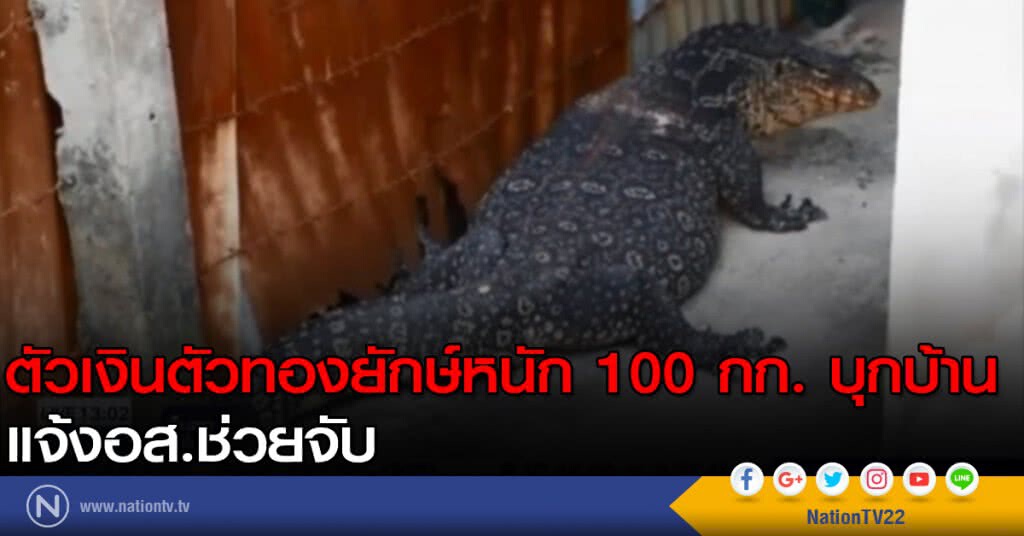 ตัวเงินตัวทองยักษ์หนัก 100 กก. บุกบ้าน แจ้งอส.ช่วยจับ ตัวเงินตัวทองยักษ์หนัก 100 กก. บุกบ้าน แจ้งอส.ช่วยจับ