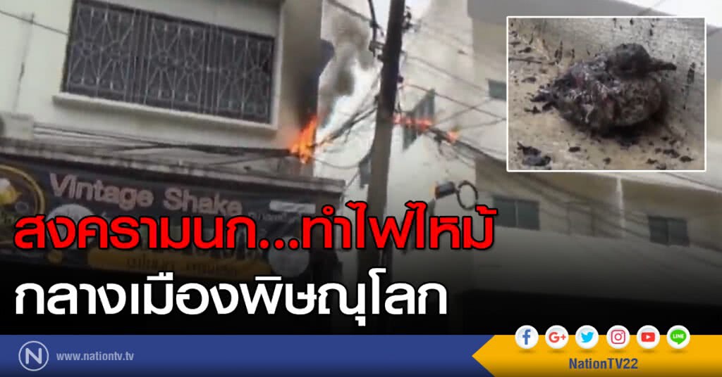 สงครามนก...ทำไฟไหม้ กลางเมืองพิษณุโลก