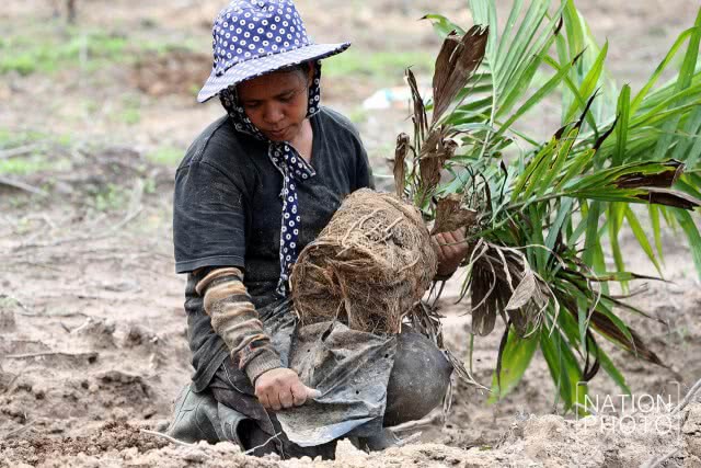 ปาล์มน้ำมัน อีกหนึ่งทางเลือกเกษตรกรของภาคใต้