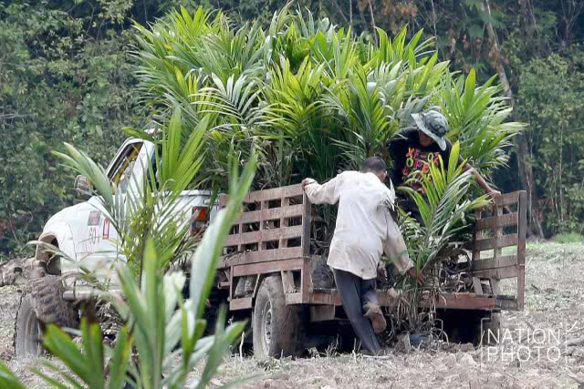 ปาล์มน้ำมัน อีกหนึ่งทางเลือกเกษตรกรของภาคใต้