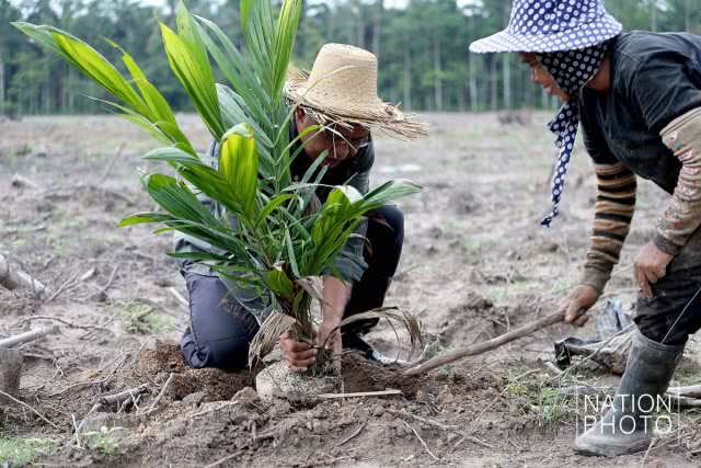 ปาล์มน้ำมัน อีกหนึ่งทางเลือกเกษตรกรของภาคใต้