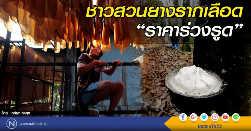 ชาวสวนยางรากเลือด "ราคาร่วงรูด" ชาวสวนยางรากเลือด "ราคาร่วงรูด"