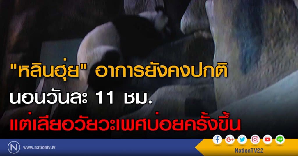 "หลินฮุ่ย" อาการยังคงปกติ นอนวันละ 11 ชม. แต่เลียอวัยวะเพศบ่อยครั้งขึ้น "หลินฮุ่ย" อาการยังคงปกติ นอนวันละ 11 ชม. แต่เลียอวัยวะเพศบ่อยครั้งขึ้น