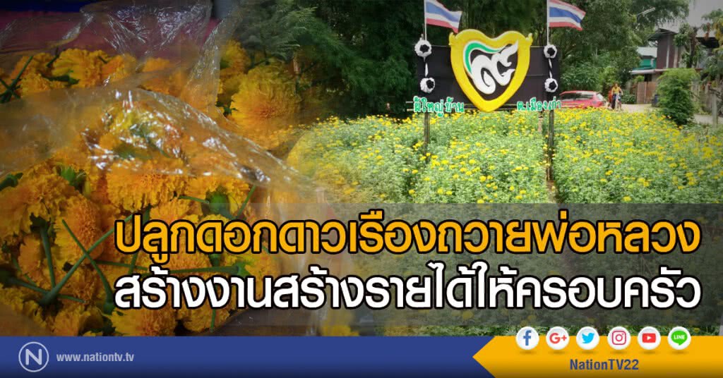 ปลูกดอกดาวเรืองถวายพ่อหลวง
สร้างงานสร้างรายได้ให้ครอบครัว