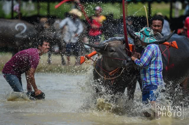 ครบรอบ 141 ปี ประเพณีวิ่งควาย จ.ชลบุรี