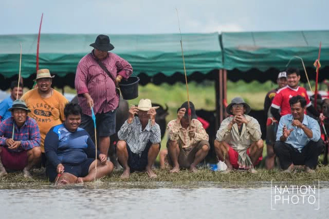 ครบรอบ 141 ปี ประเพณีวิ่งควาย จ.ชลบุรี