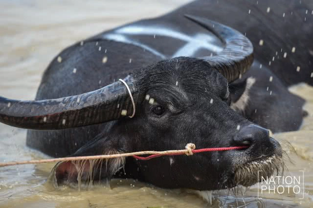 ครบรอบ 141 ปี ประเพณีวิ่งควาย จ.ชลบุรี
