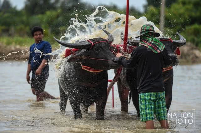 ครบรอบ 141 ปี ประเพณีวิ่งควาย จ.ชลบุรี