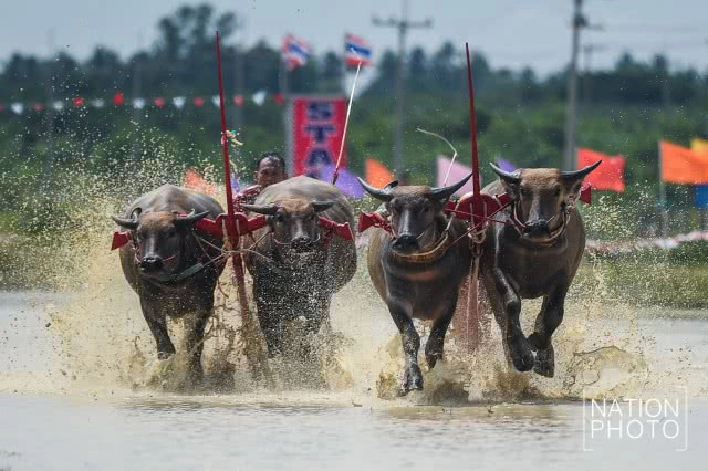 ครบรอบ 141 ปี ประเพณีวิ่งควาย จ.ชลบุรี