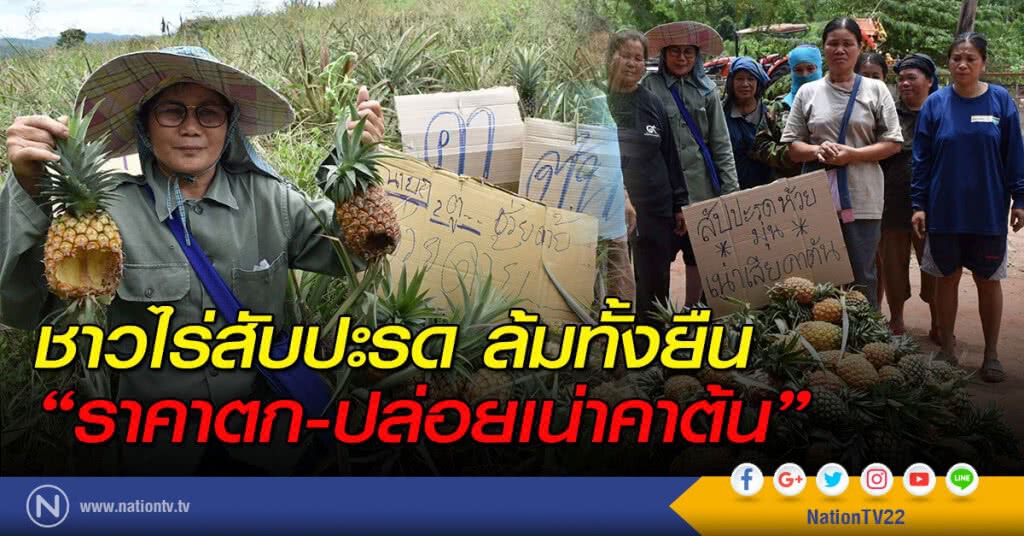 ชาวไร่สับปะรดล้มทั้งยืน "ราคาตก-ปล่อยเน่าคาต้น"
