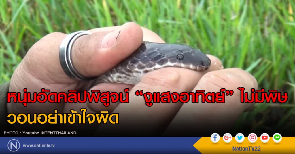 หนุ่มอัดคลิปพิสูจน์ "งูแสงอาทิตย์" ไม่มีพิษ วอนอย่าเข้าใจผิด