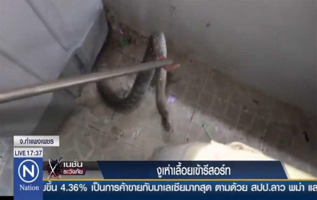 งูเห่าเลื้อยเข้ารีสอร์ท งูเห่าเลื้อยเข้ารีสอร์ท
