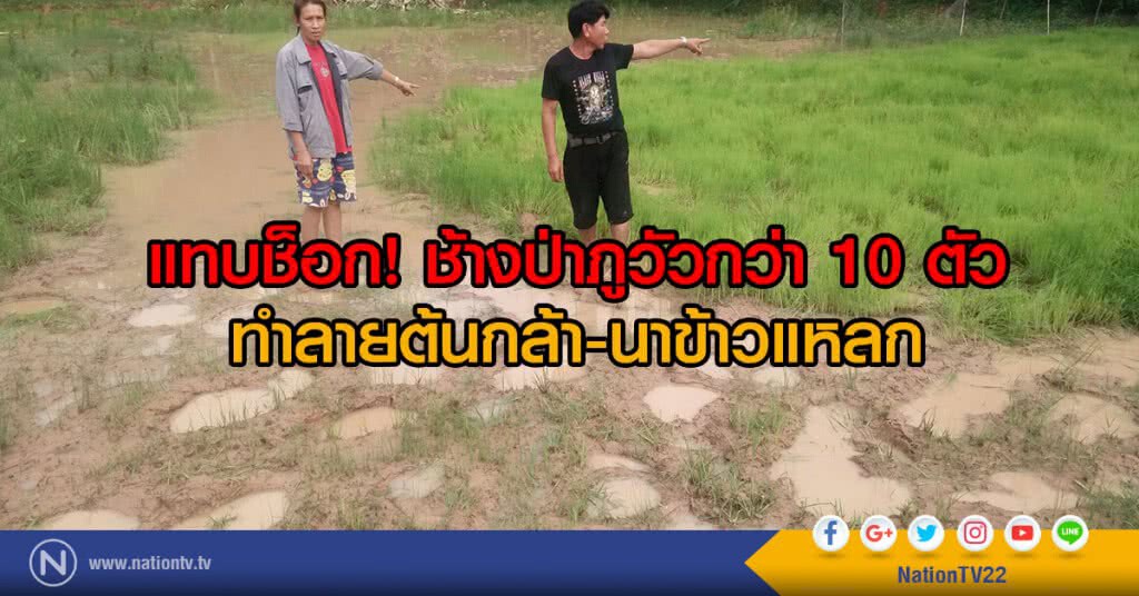 แทบช็อก! ช้างป่าภูวัวกว่า 10 ตัว
ทำลายต้นกล้า-นาข้าวแหลก แทบช็อก! ช้างป่าภูวัวกว่า 10 ตัว
ทำลายต้นกล้า-นาข้าวแหลก