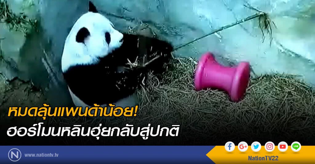 หมดลุ้นแพนด้าน้อย! ฮอร์โมนหลินฮุ่ยกลับสู่ปกติ