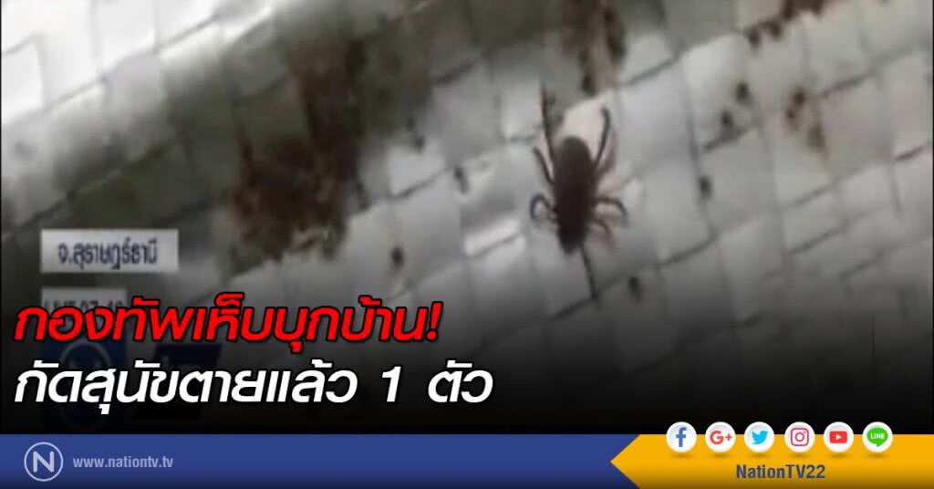 "กองทัพเห็บ" บุกบ้าน กัดสุนัขตายแล้ว 1 ตัว