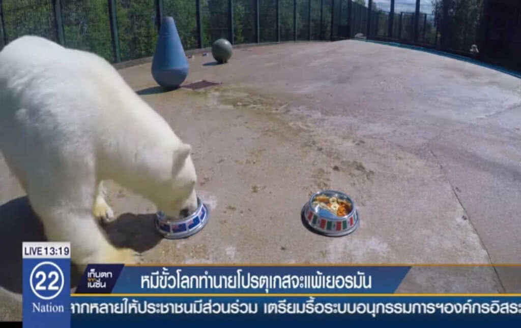 หมีขั้วโลกทำนาย โปรตุเกสจะแพ้เยอรมัน หมีขั้วโลกทำนาย โปรตุเกสจะแพ้เยอรมัน