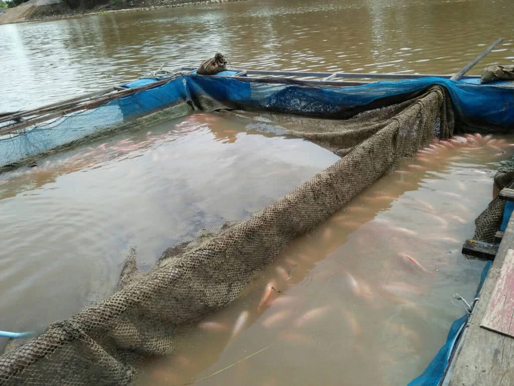 คพ.เตือนผู้เลี้ยงปลากระชัง ในแม่น้ำป่าสัก