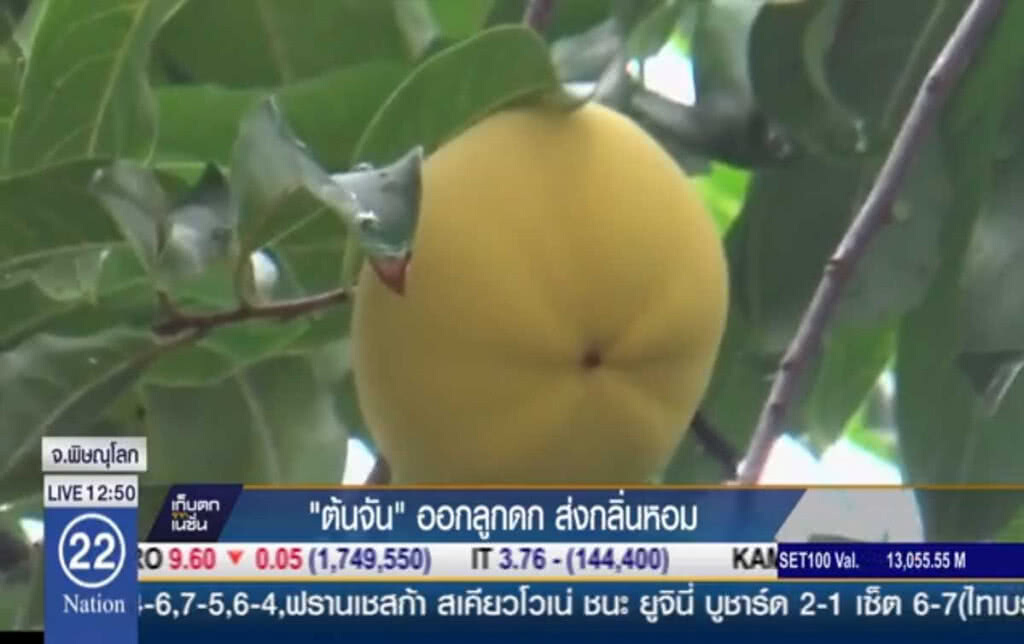 "ต้นจัน" ออกลูกดกส่งกลิ่นหอม "ต้นจัน" ออกลูกดกส่งกลิ่นหอม