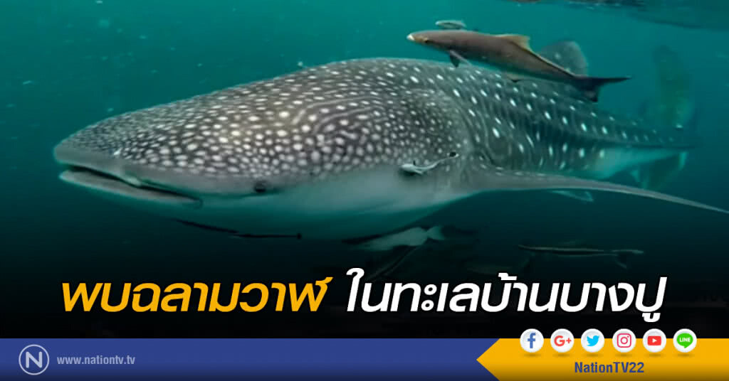 พบฉลามวาฬในทะเลบ้านบางปู พบฉลามวาฬในทะเลบ้านบางปู