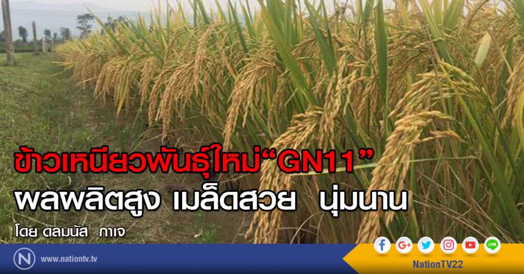 "ข้าวเหนียวพันธุ์ใหม่"GN11"
ผลผลิตสูง เมล็ดสวย นุ่มนาน "ข้าวเหนียวพันธุ์ใหม่"GN11"
ผลผลิตสูง เมล็ดสวย นุ่มนาน