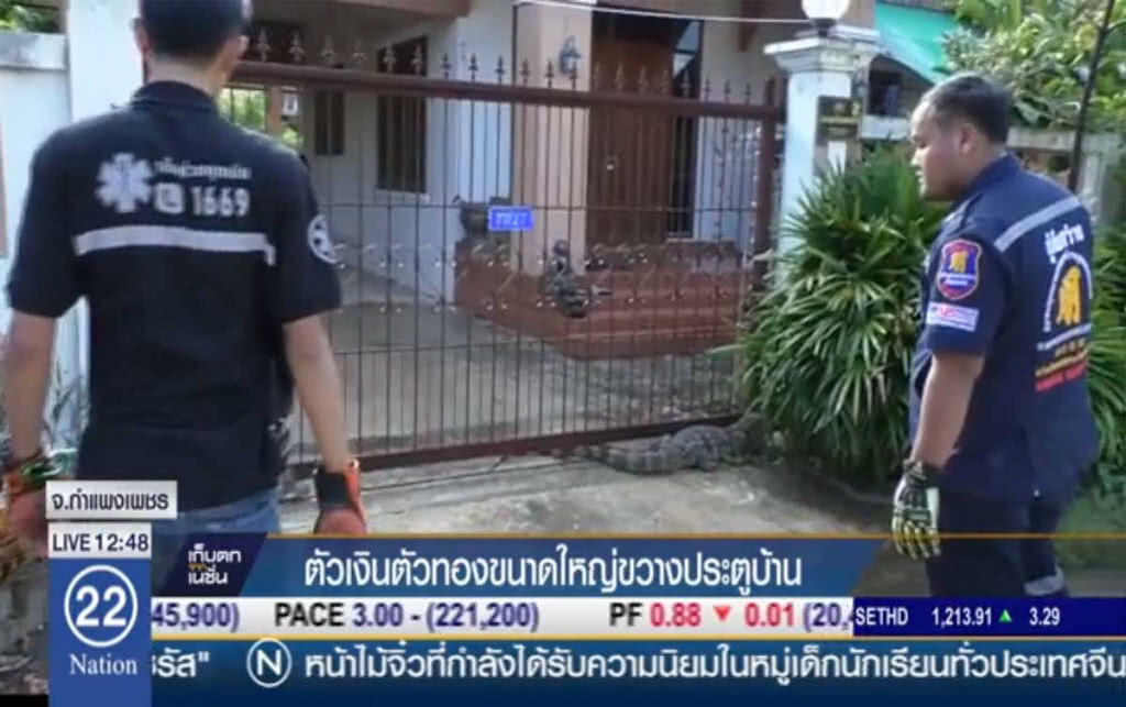 ตกใจตัวเงินตัวทองตัวใหญ่ ขวางประตูบ้าน ตกใจตัวเงินตัวทองตัวใหญ่ ขวางประตูบ้าน