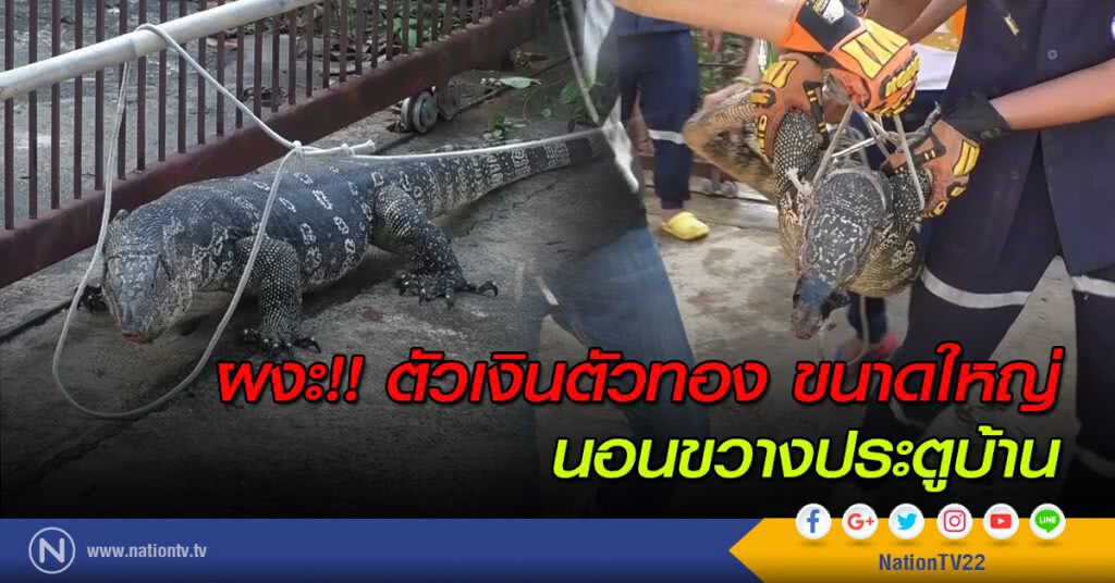 ผงะ!! ตัวเงินตัวทองขนาดใหญ่ นอนขวางประตูบ้าน ผงะ!! ตัวเงินตัวทองขนาดใหญ่ นอนขวางประตูบ้าน