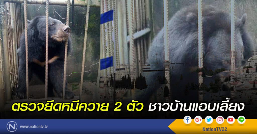 ตรวจยึดหมีควาย 2 ตัวชาวบ้านแอบเลี้ยง ตรวจยึดหมีควาย 2 ตัวชาวบ้านแอบเลี้ยง