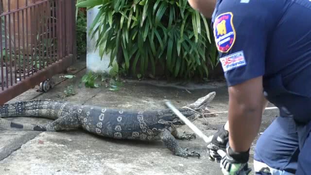 ผงะ!! ตัวเงินตัวทองขนาดใหญ่ นอนขวางประตูบ้าน