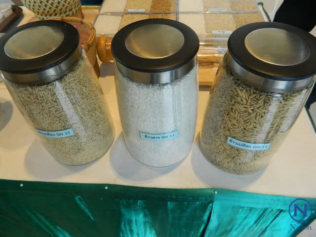 "ข้าวเหนียวพันธุ์ใหม่"GN11"
  ผลผลิตสูง เมล็ดสวย  นุ่มนาน