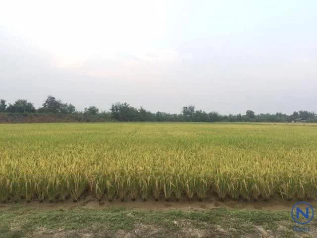 "ข้าวเหนียวพันธุ์ใหม่"GN11"
  ผลผลิตสูง เมล็ดสวย  นุ่มนาน