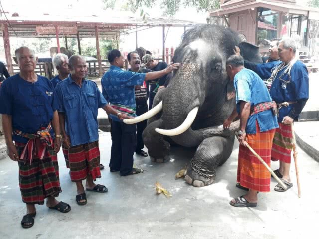 ภาสพล ขุดค้นข่าว 
คนจับช้าง"ชัยภูมิ"รุ่นสุดท้าย รวมพลถ่ายทอดประสบการณ์ชีวิต พร้อมแนะวิธีจับช้างป่า