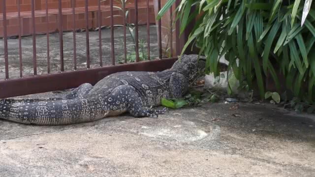ผงะ!! ตัวเงินตัวทองขนาดใหญ่ นอนขวางประตูบ้าน