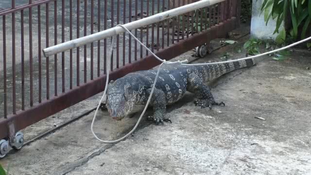 ผงะ!! ตัวเงินตัวทองขนาดใหญ่ นอนขวางประตูบ้าน