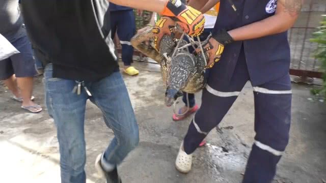 ผงะ!! ตัวเงินตัวทองขนาดใหญ่ นอนขวางประตูบ้าน