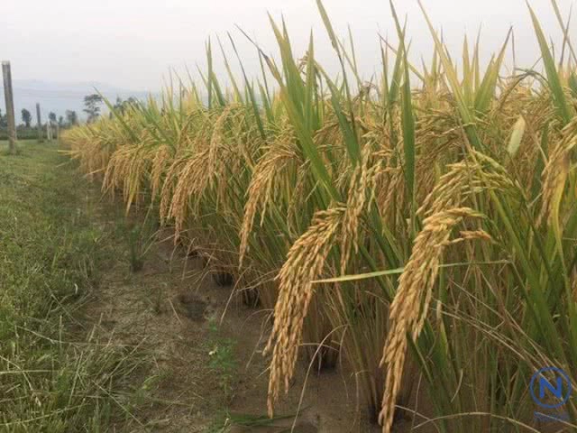 "ข้าวเหนียวพันธุ์ใหม่"GN11"
  ผลผลิตสูง เมล็ดสวย  นุ่มนาน