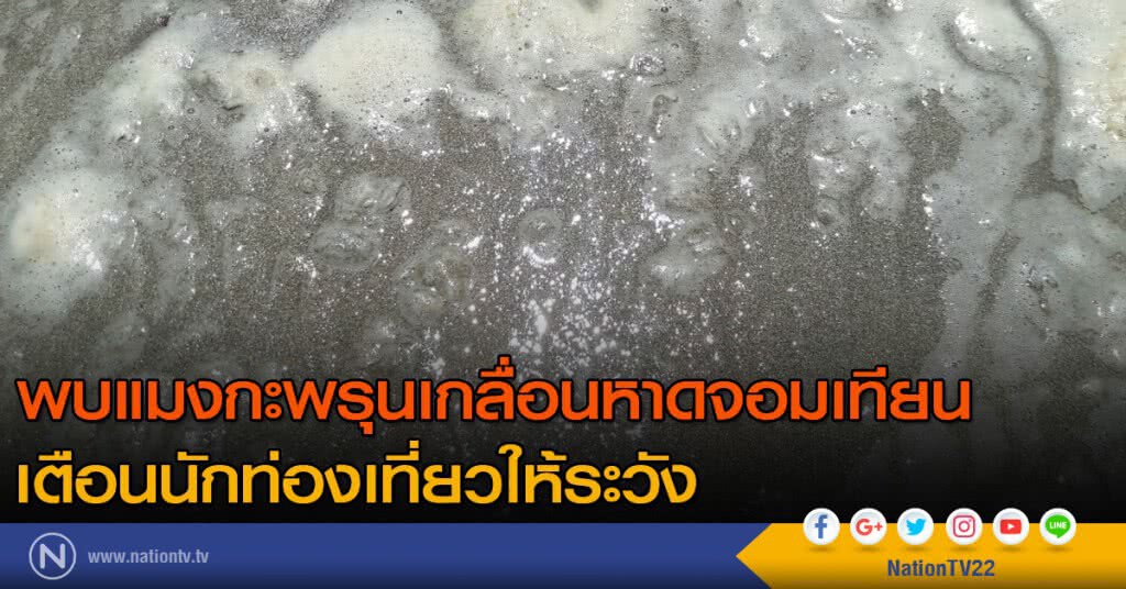 พบแมงกะพรุนเกลื่อนหาดจอมเทียน เตือนนักท่องเที่ยวให้ระวัง