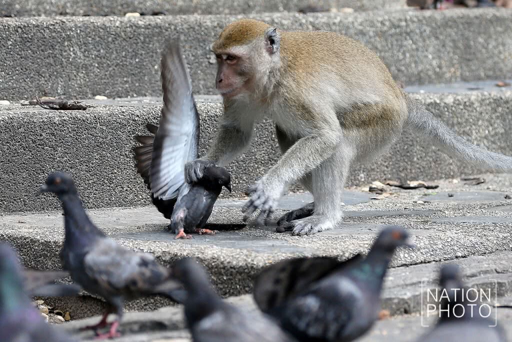 ชื่นชมธรรมชาติบริเวณเขาน้อย - เขาตังกวน ชื่นชมธรรมชาติบริเวณเขาน้อย - เขาตังกวน